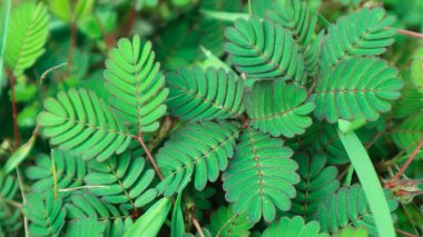 Mimosa pudica, baklagiller (Fabaceae) familyasından yıllık bir bitki türü. Genellikle merak değeri için yetiştirilir: bileşik yapraklar dokunulduğunda ya da sarsıldığında içe doğru katlanır ve sarkar, kendilerini kötülüklerden korur ve tekrar sarkar.