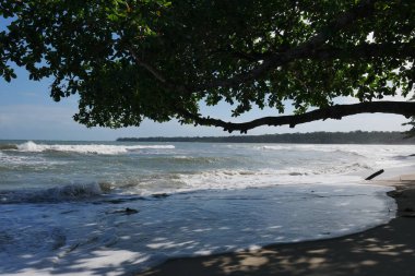 Baum am Strand im Nationalpark Cahuita, Kosta Rika