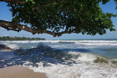 Baum bzw. Ast am Strand im Nationalpark Cahuita, Kosta Rika