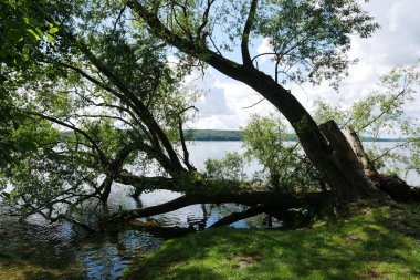 Umgekippter Baum am Ufer des Tollensesee in Neubrandenburg, Mecklenburg-Vorpommern