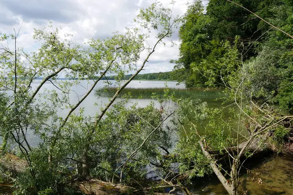 Wildnis am Ufer des Tollensesee, Neubrandenburg, Mecklenburg-Vorpommern