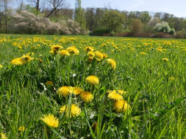 Weimar 'da Ilmpark im Frhling