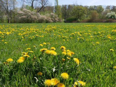 Weimar 'da Ilmpark im Frhling