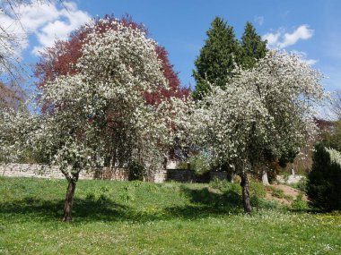 Bluehende Bume im Ilmpark von Weimar