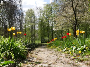 Weg mit Tulpen im Ilmpark in Weimar