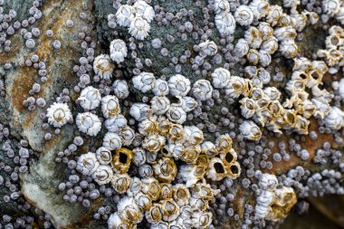  Deniz kabukları, salyangozlar ve yosunlar alçak gelgitte bir kayanın üzerinde.