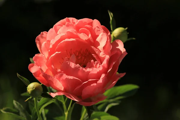 Yeşil arka planda pembe gül