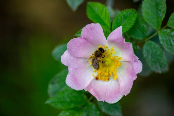 Bir çiçekte yaban arısı Ruffled Rose (Rosa rugosa)