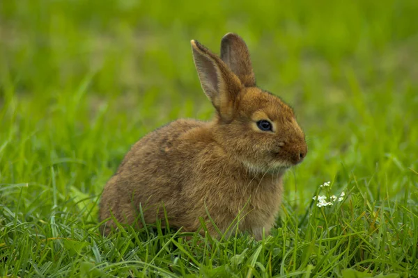 Brown Rabbit Eats Fresh Green Grass — Stock Photo, Image