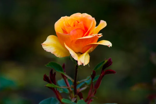 Bahçede portakal gülü