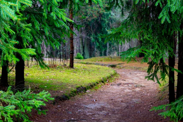 Ladin dallarının arka planı ve ormana giden bir yol