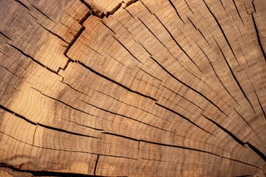 100 yıllık bir ağaç gövdesinin kesiti. Arkaplan