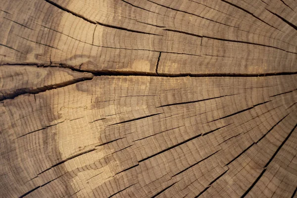 100 yıllık bir ağaç gövdesinin kesiti. Arkaplan