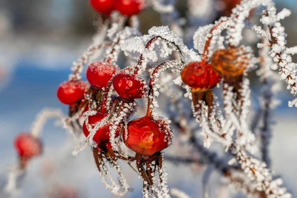 Rosa Rugosa Soğuk, karanlık bir kış gününde kırmızı gül kalçalar