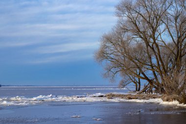 Trees on the river bank in winter. Ice on the river. Snowy morning