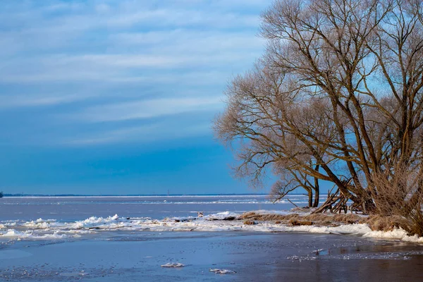 Trees on the river bank in winter. Ice on the river. Snowy morning