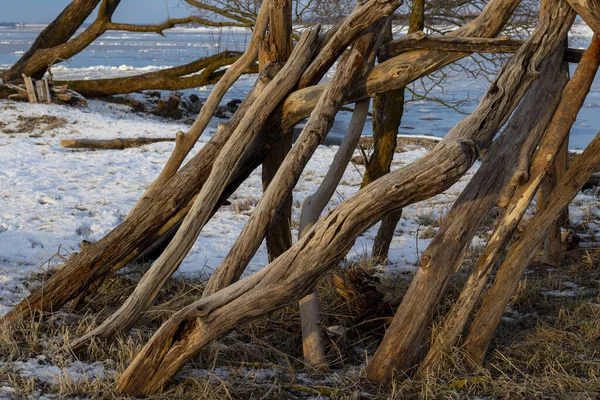 Dry old trees on the river bank in winter. Ice on the river. Snowy morning