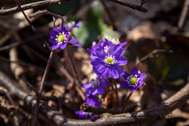 Mor Hepatica nobilis, ormandaki ilk bahar çiçeği.