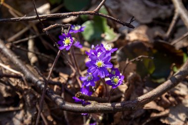 Violet Hepatica nobilis, ormandaki ilk bahar çiçeği, kuru dallarda.
