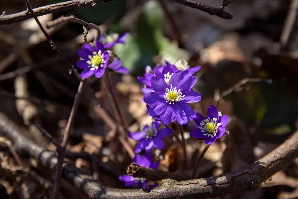 Mor Hepatica nobilis, ormandaki ilk bahar çiçeği.