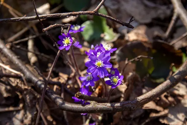 Violet Hepatica nobilis, ormandaki ilk bahar çiçeği, kuru dallarda.