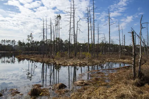 Baharda havuzlu bataklık manzarası, bulutlu gökyüzü, Cena Moorland, Letonya