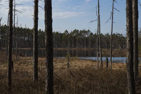Baharda havuzlu bataklık manzarası, bulutlu gökyüzü, Cena Moorland, Letonya