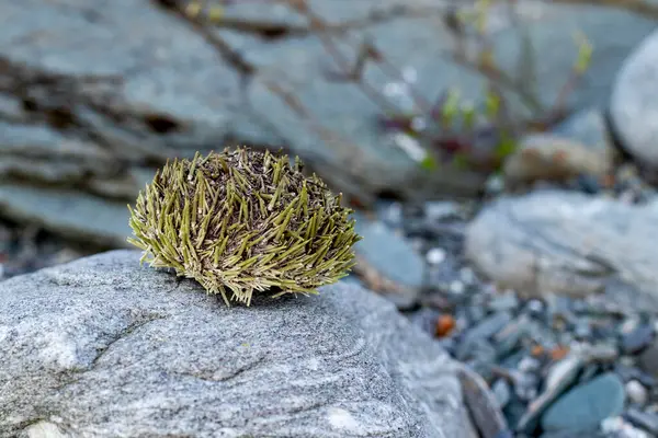Deniz kestanesi kabukları ve kabukları