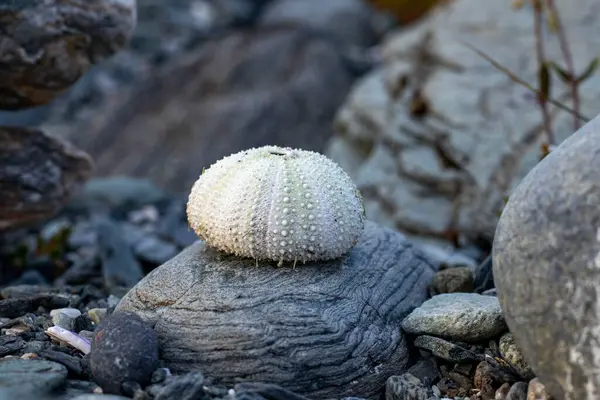 Deniz kestanesi kabukları ve kabukları