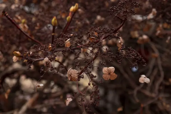 Ajisai sonbaharda, akşam güneşinde ölü çiçekler.