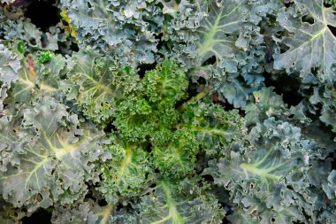 Canlı yeşil renklerini ve karmaşık, dalgalı dokularını sergileyen lahana yapraklarından oluşan bir demet yakın çekim görüntüsü..