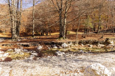 Sonbahar ormanı ve deresi. Sonbahar renkleri. İtalya, Abruzzo 'daki ağaçların yaprakları..