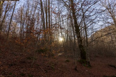 Sonbaharda ormanda ağaçların yaprakları ve güneş batmadan hemen önce. Sonbahar renkleri.
