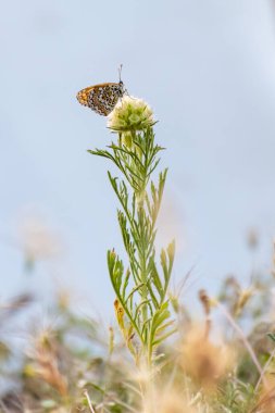 Spotted maiden butterfly on a white and green flower clipart