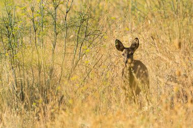 Gündüz vakti uzun otlar ve çiçek açan bitkilerle çevrili güneşli bir tarlada yalnız bir geyik tetikte bekliyor..