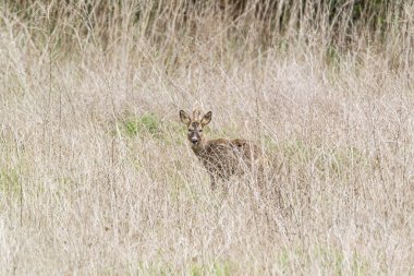 Genç bir geyik, açık gökyüzünün altında, uzun ve kuru otların olduğu bir arazide çevresini gözlemler..