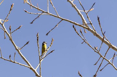 A blue tit sits on a bare branch, surrounded by budding leaves under a bright blue sky on a sunny day.