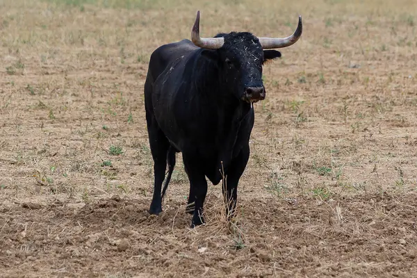 Güçlü bir siyah boğa kavrulmuş bir tarımda duruyor. Etrafı seyrek bitki örtüsüyle kaplı..