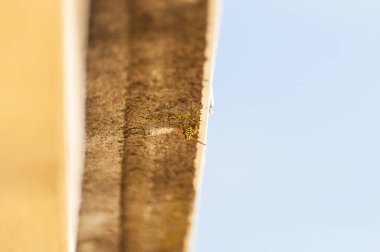 Bir arı, parlak bir gökyüzünün altında, ahşap bir kiriş üzerinde sürünüyor. Karmaşık detaylarını ve dokusunu sergiliyor..