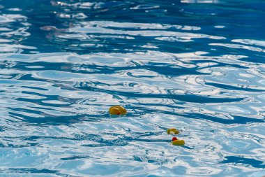 Parlak sarı ördek yavruları güneşli bir gökyüzünün altında berrak mavi sularda huzur içinde sürüklenirler..