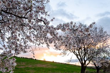 Çiçek açmış badem ağaçları yeşil manzaranın üzerinde güneş batarken resim gibi bir manzara yaratır..