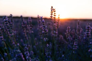 Lavanta çiçekleri bir tarlada büyür, yaz günbatımının ılık parıltısının altında güneşlenirler..