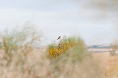 Canlı bir kuş, bulutlu bir gökyüzünün altında, yumuşak ve bulanık bir manzarayla çevrili bir çalılığın üzerinde oturur ve sakin bir ruh hali yaratır..