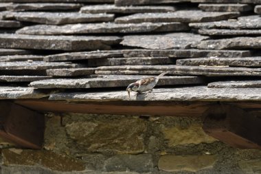 Küçük bir serçe, parlak güneş ışığı altında tuhaf bir köy atmosferiyle çevrili taştan bir çatıda yiyecek arıyor..