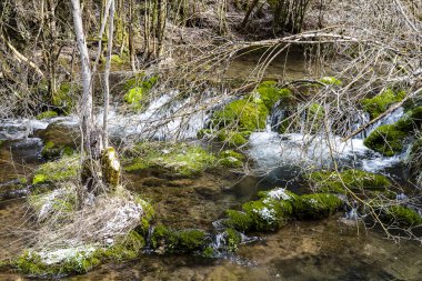 Sakin bir ormandaki ağaçlarla çevrili huzurlu bir deredeki yosunlu kayaların üzerinden yumuşak sular akar ve dinginlik yaratır..