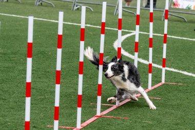 Bir sınır çoban köpeği canlı çeviklik yarışması sırasında engellerin arasından ustalıkla manevra yapar..