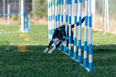 Bir köpek, güneşli bir açık havada çeviklik kursu sırasında bir dizi kutuptan ustalıkla manevra yapar..