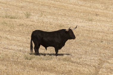 Yalnız siyah bir inek altın bir tarlada duruyor, güneşli bir öğleden sonra güneşinin tadını çıkarıyor..