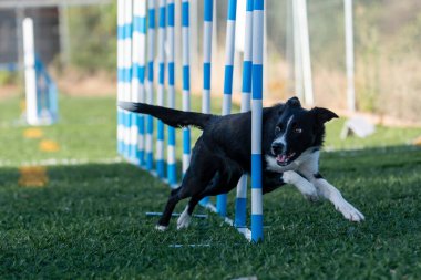 Siyah ve beyaz bir köpek çeviklik direklerinde koşar, canlı bir park ortamında hız ve beceri gösterir..