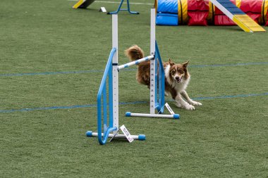 Köpek çeviklik sporlarında yarışıyor, güneşli bir günde yerel bir etkinlikte engellerin etrafında manevra yapıyor..